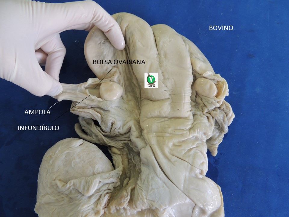 bolsa ovariana bovina