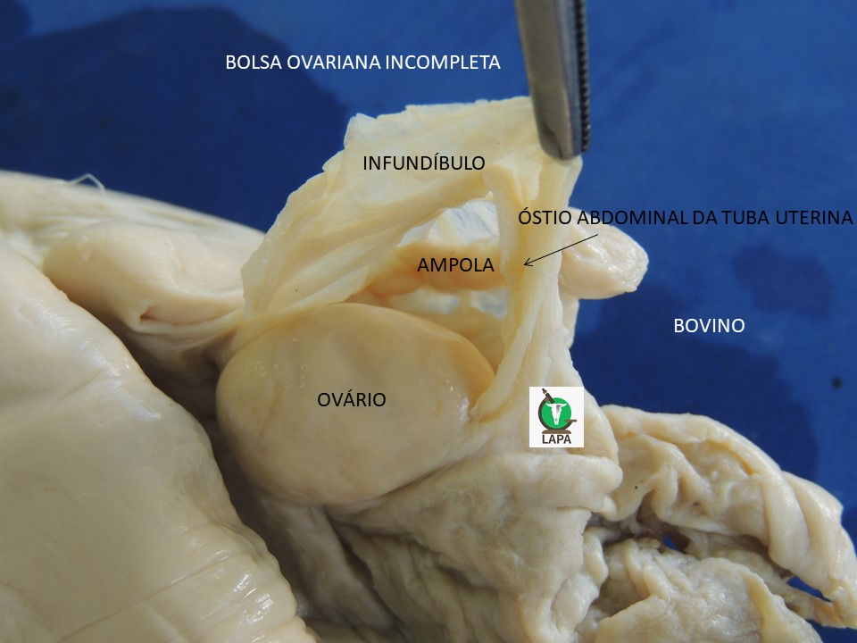 bolsa ovariana bovina