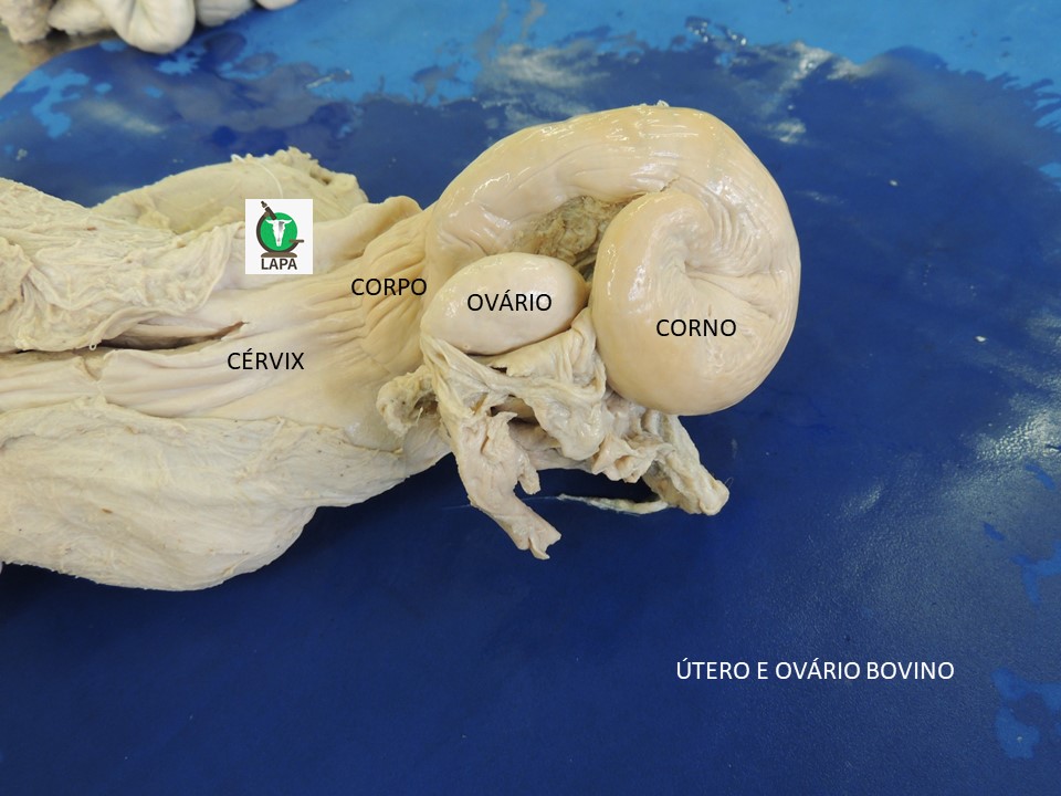 útero e ovário bovinos