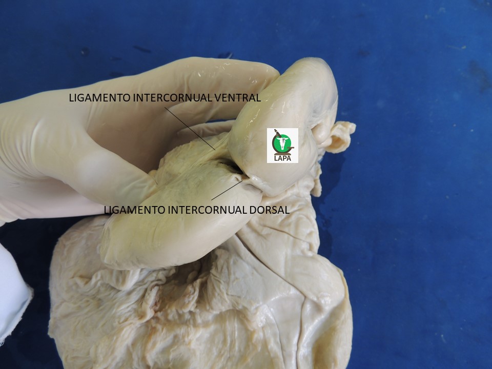 ligamento intercornual