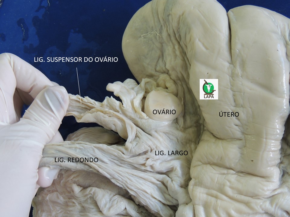 ligamentos