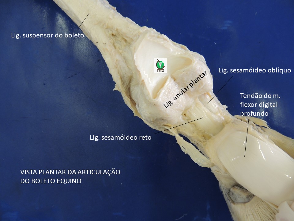 vista plantar sesamóides proximais