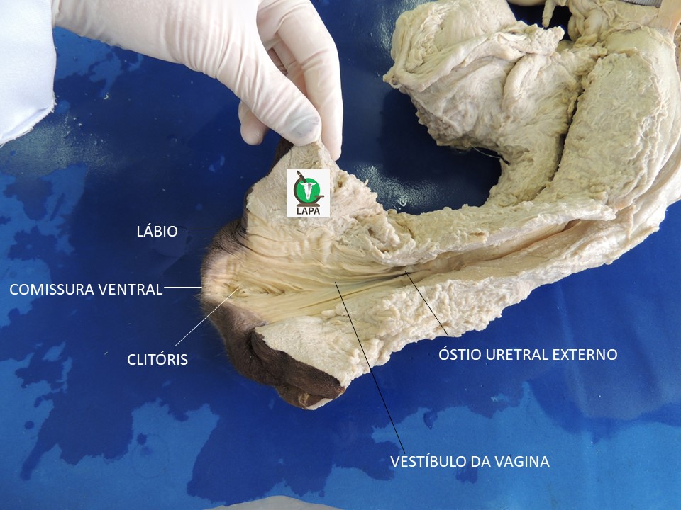 vulva e vestíbulo da vagina bovina