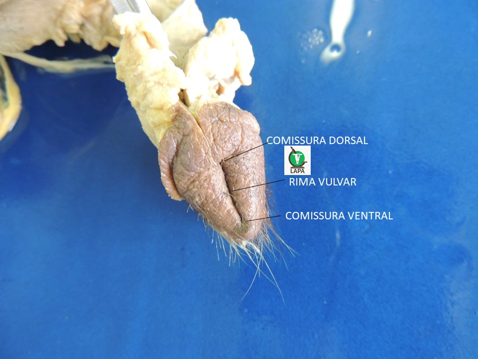 vulva canina