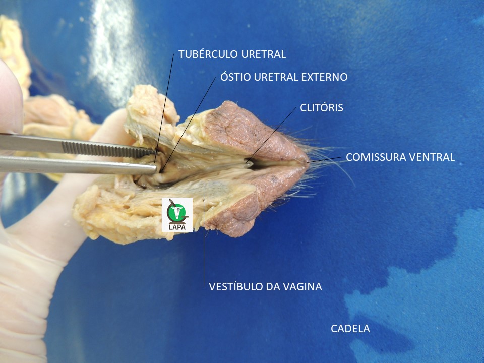 vulva e vestíbulo da vagina canina