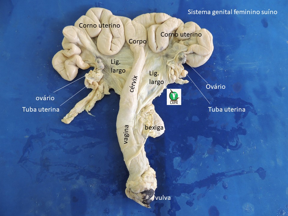 sistema genital feminino suíno