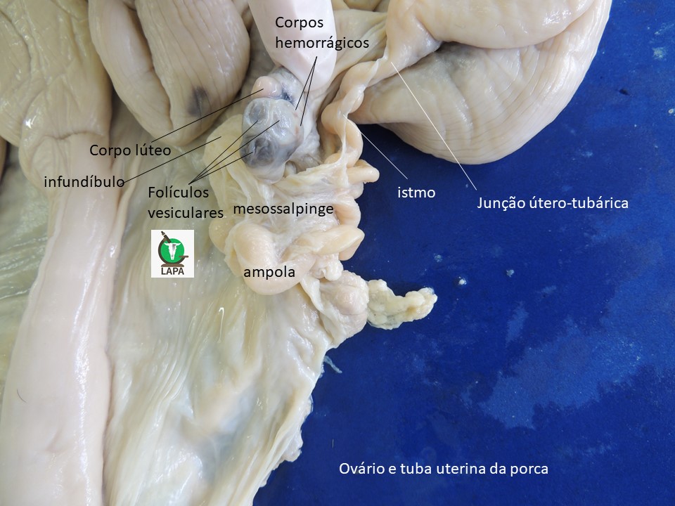 ovário e tuba uterina suíno