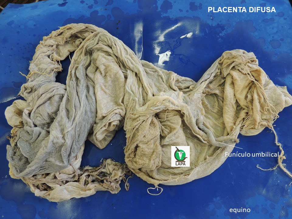 placenta equina