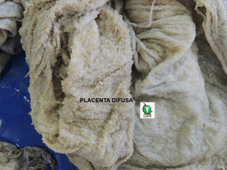 placenta equina