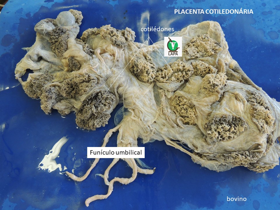 placenta bovina