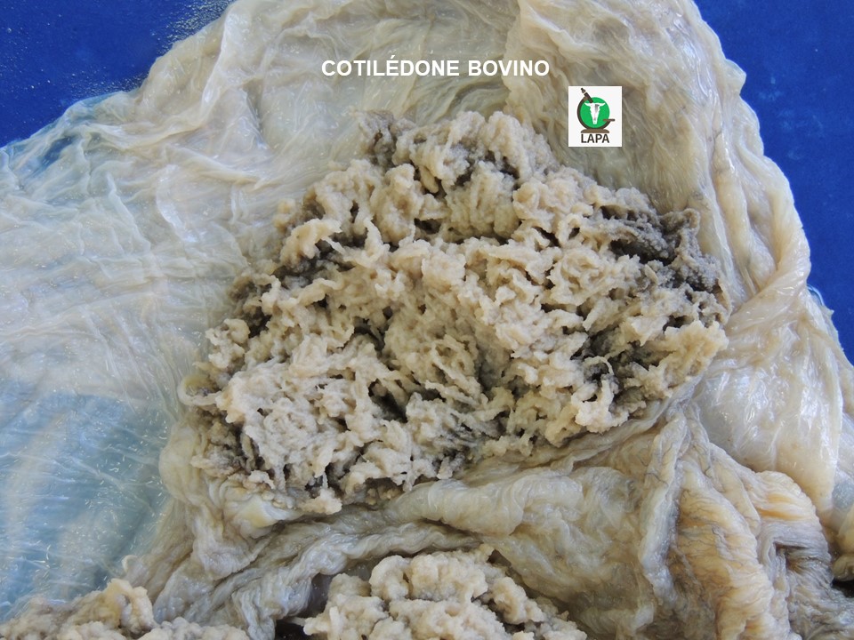 cotilédone