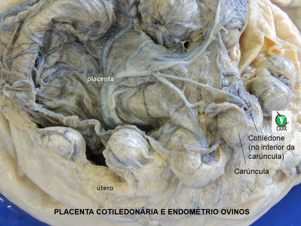 placentoma ovino