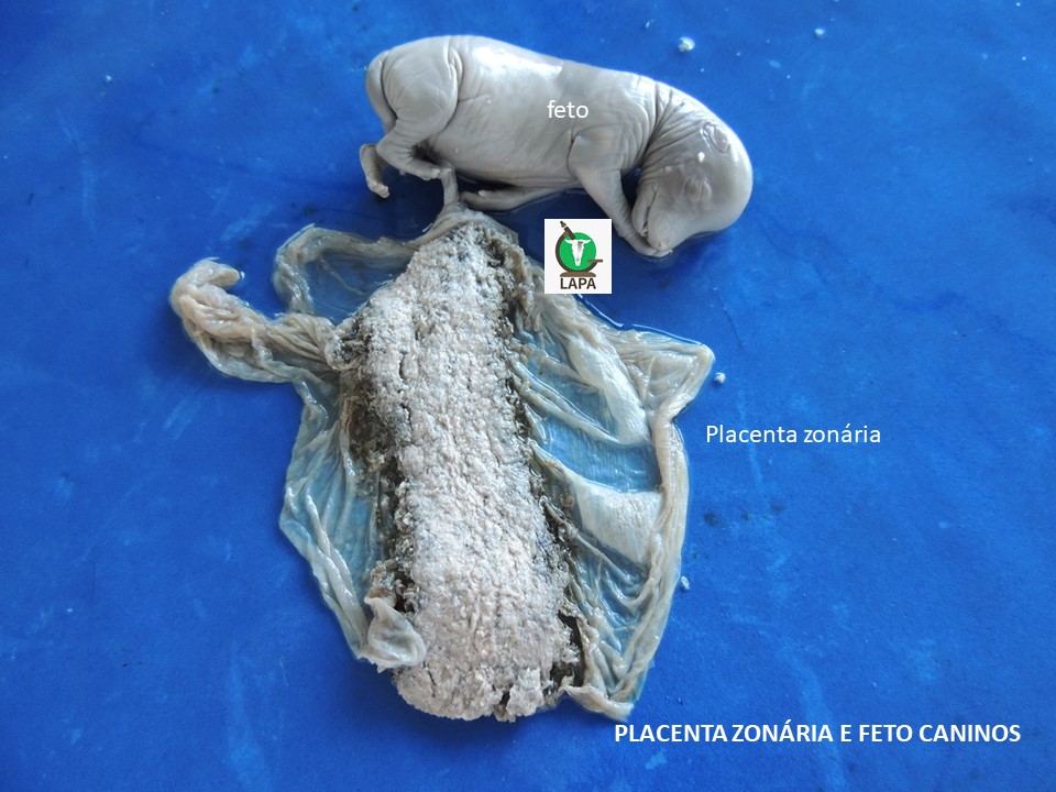 placenta canina