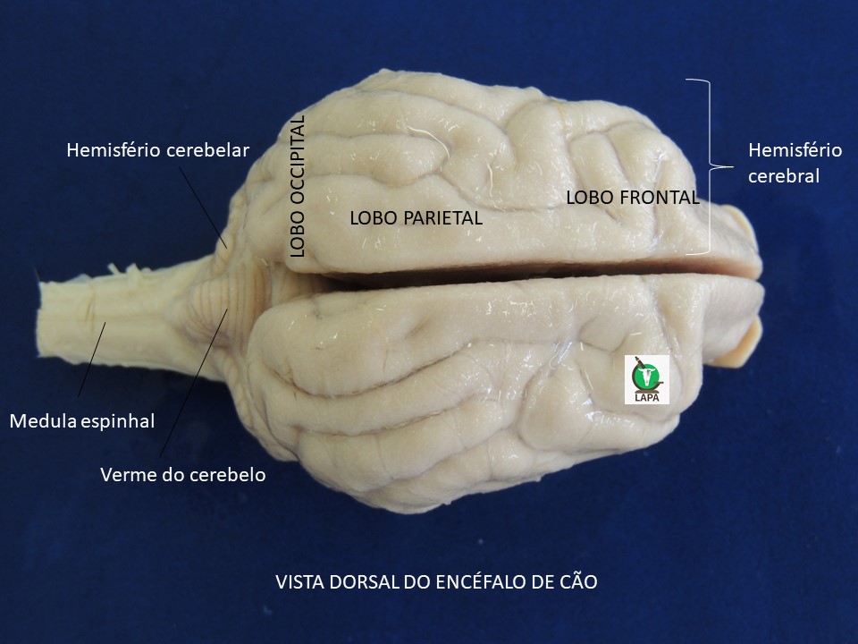 vista dorsal encéfalo de cão