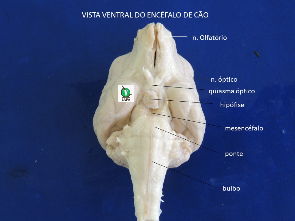 vista ventral encéfalo cão