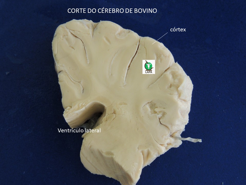 cérebro bovino