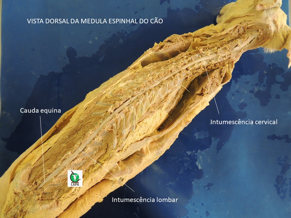 medula espinhal cão