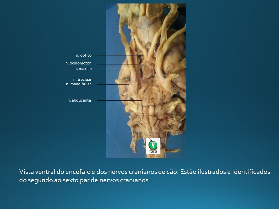 nervos cranianos de cão