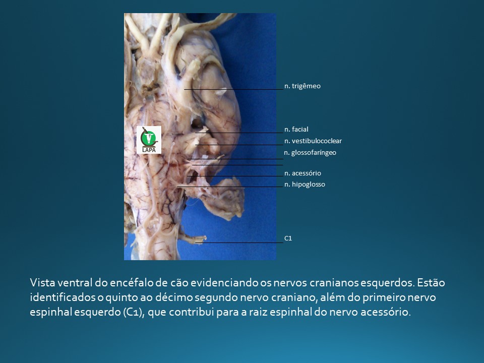 nervos cranianos de cão