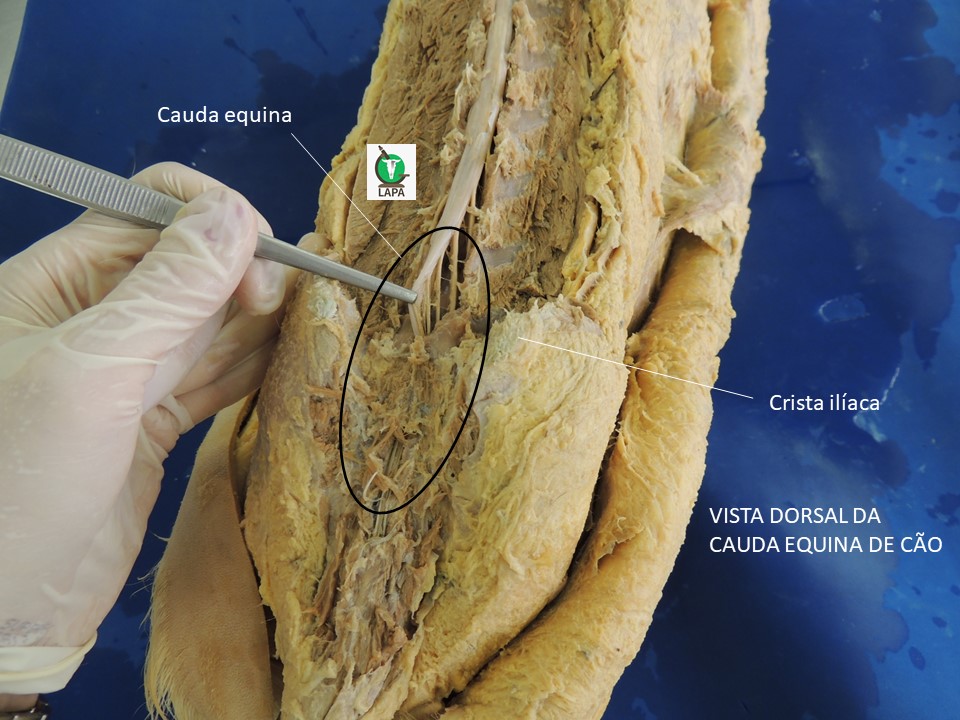 cauda equina de cão