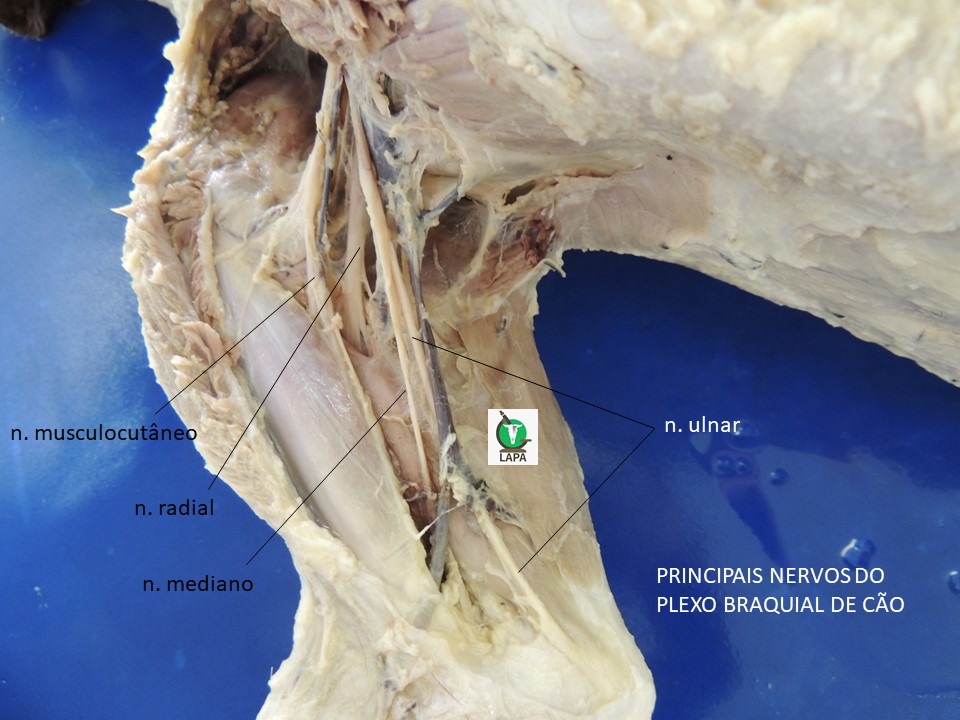 plexo braquial de cão