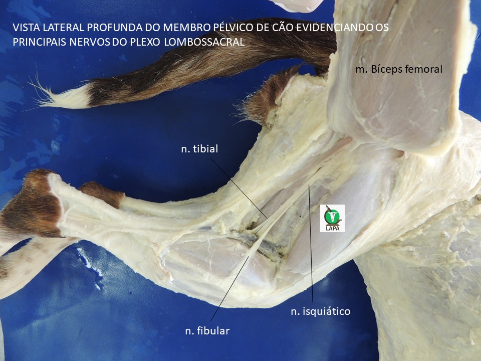 plexo lombossacral de cão