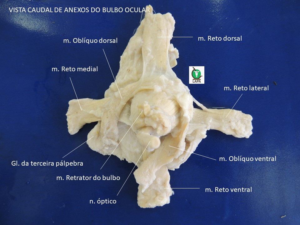 músculos extrínsecos do bulbo