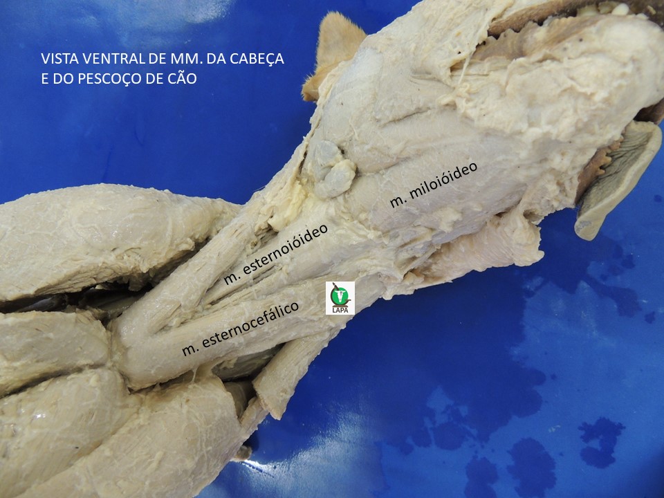 vista ventral