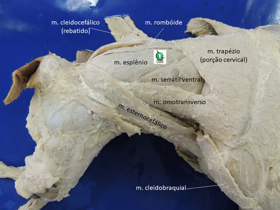 vista dorsolateral