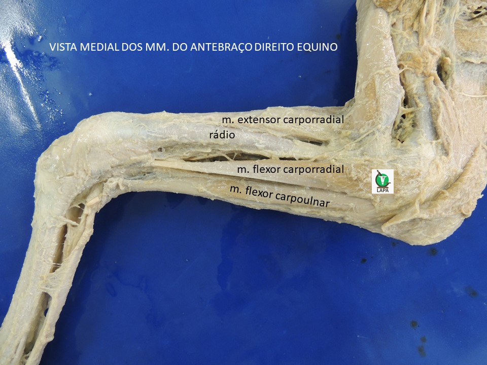 vista medial antebraço