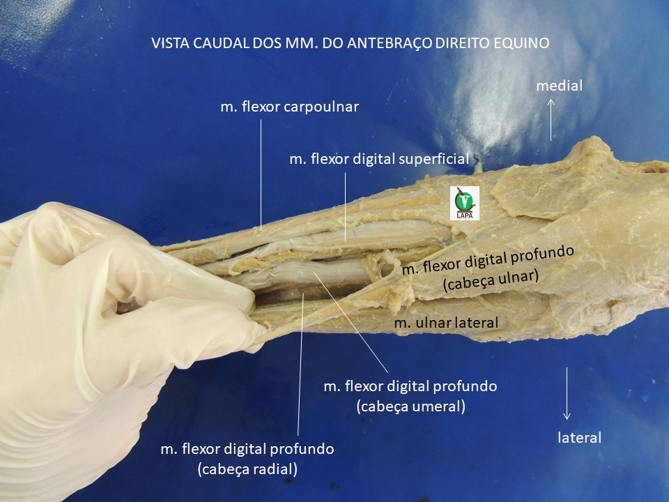 vista caudal antebraço