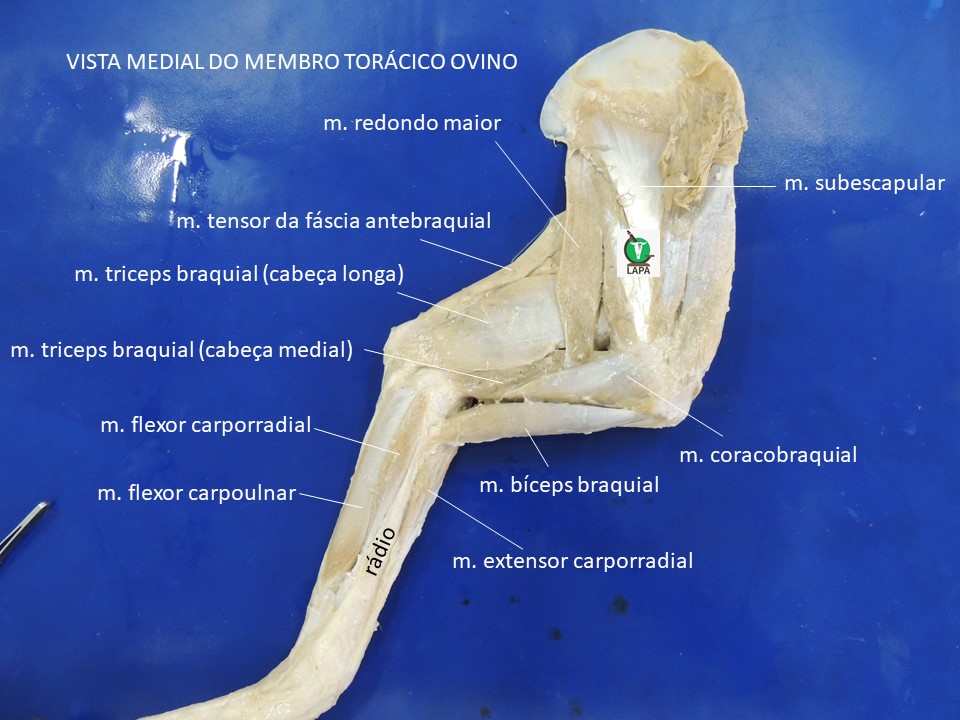 vista medial geral