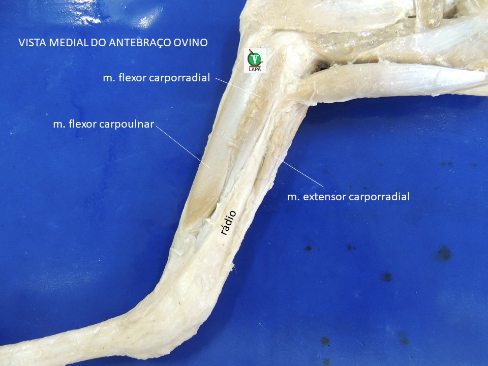 vista medial antebraço