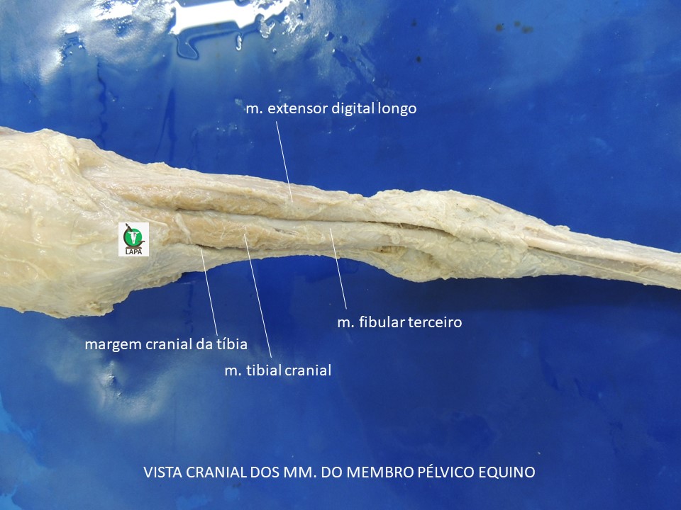 vista cranial e dorsal