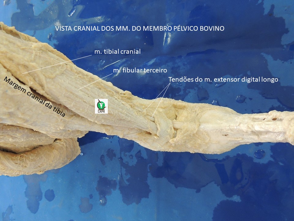 vista cranial e dorsal