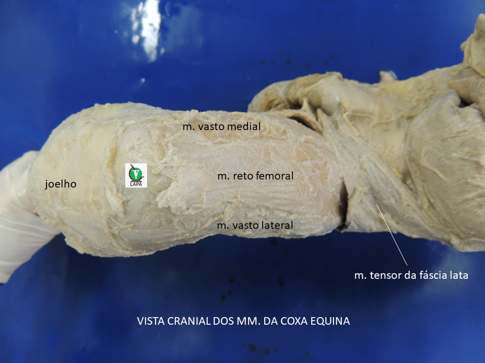 vista cranial coxa