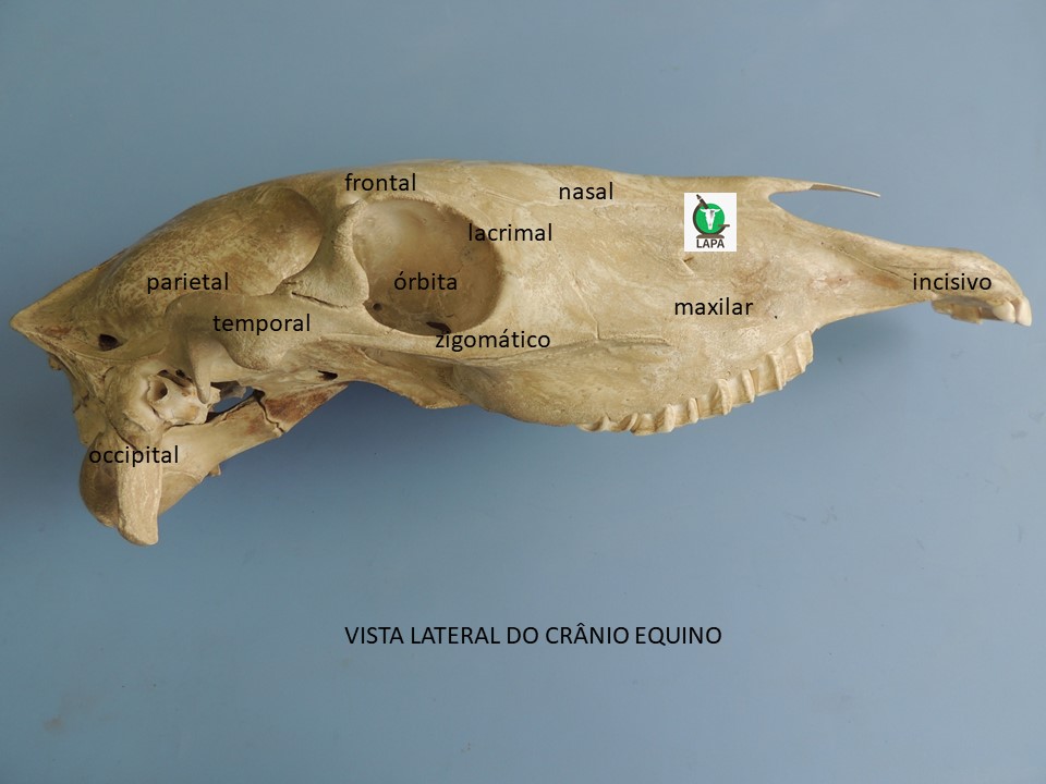 Mandíbula - Vista Medial  Anatomia dos ossos, Anatomia cabeça e pescoço,  Crânio anatomia