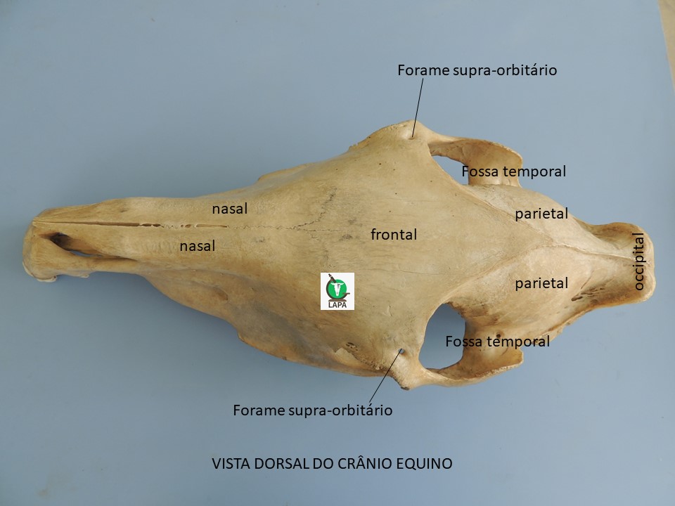 vista dorsal crânio