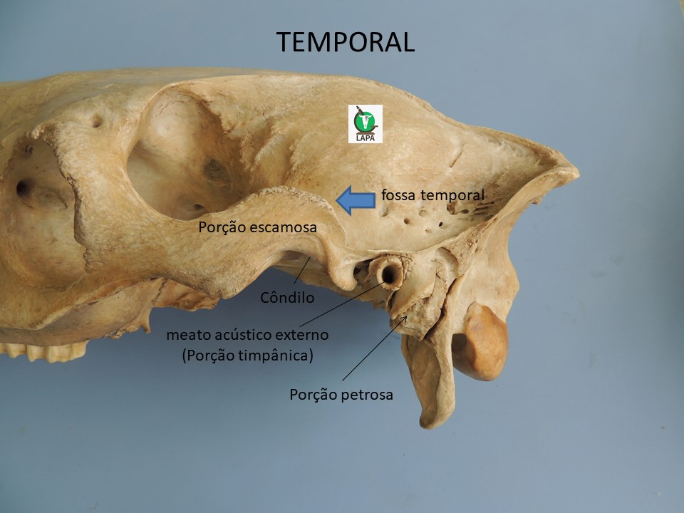 região temporal crânio