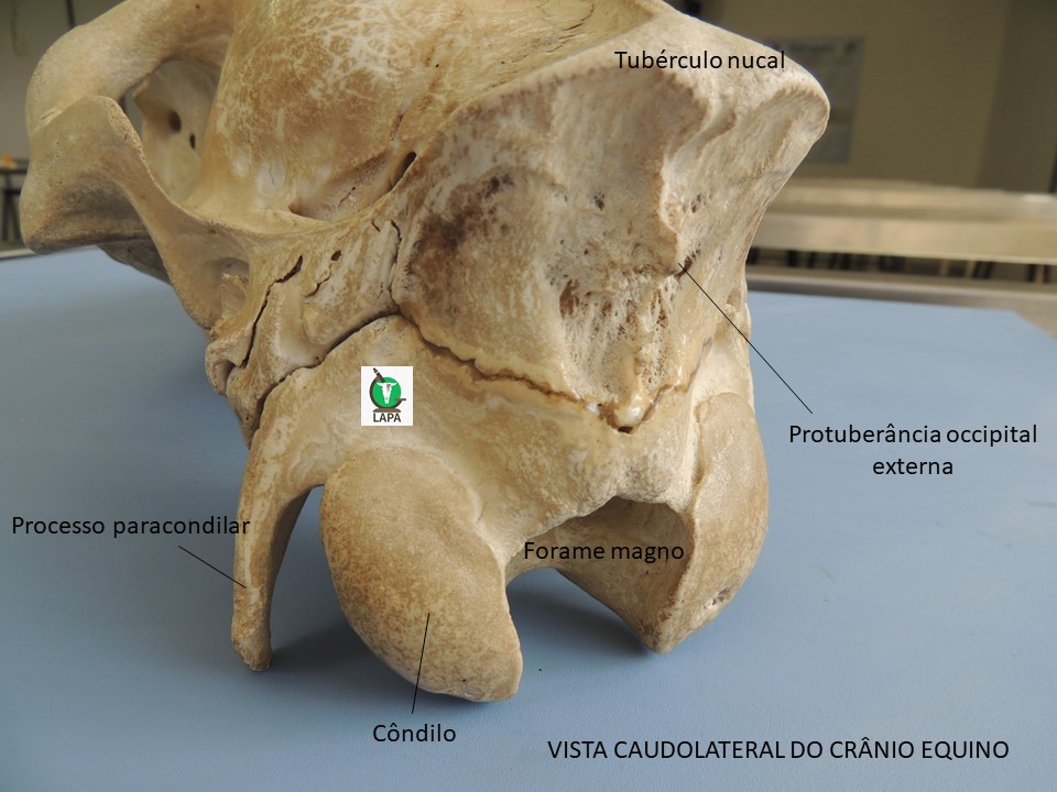 região occipital crânio