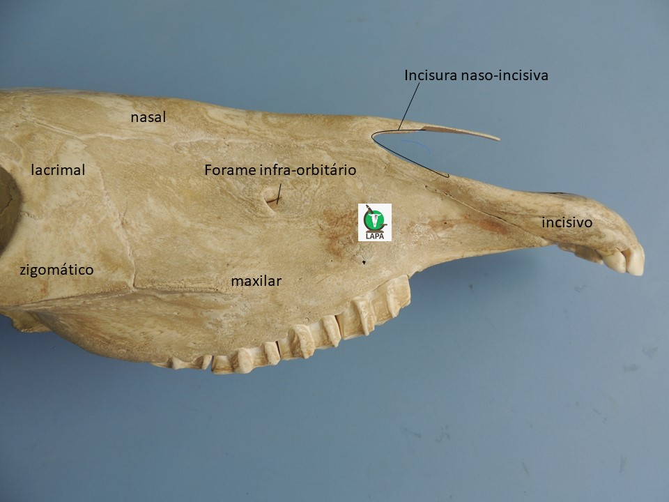 região rostrolateral crânio