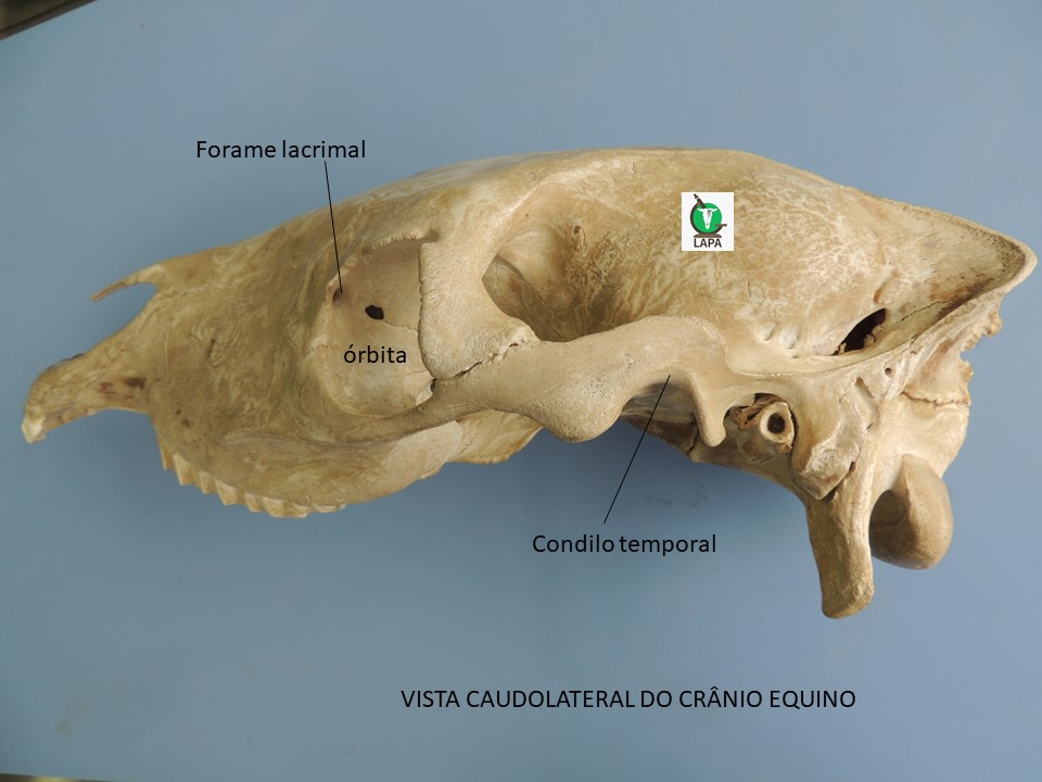 região caudolateral crânio