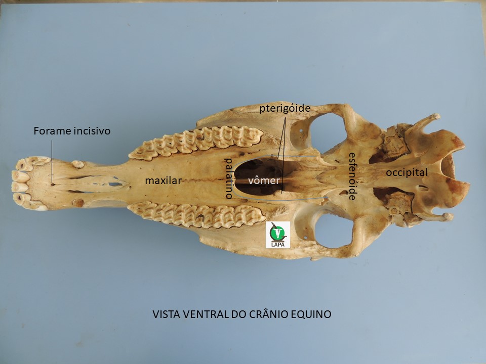 vista ventral crânio