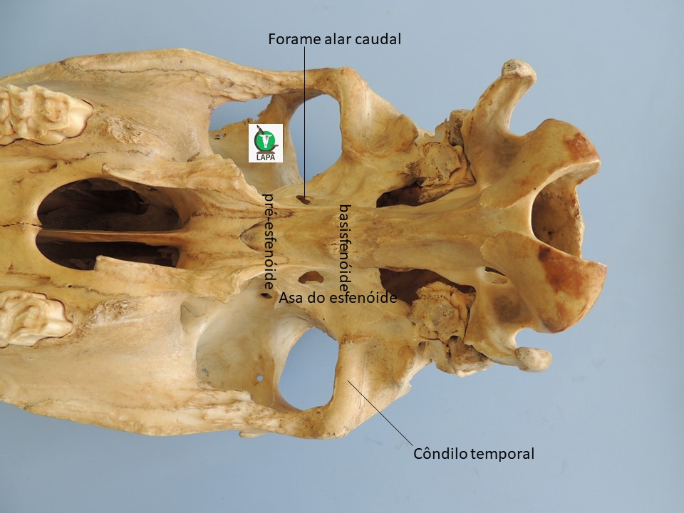 região ventrocaudal crânio