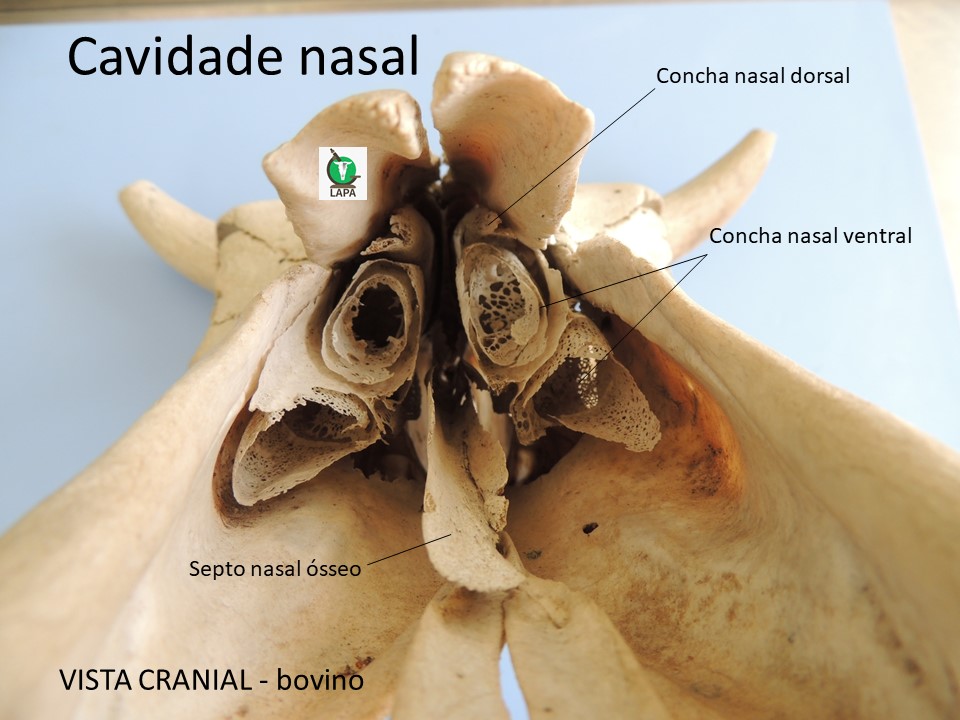 cavidade nasal