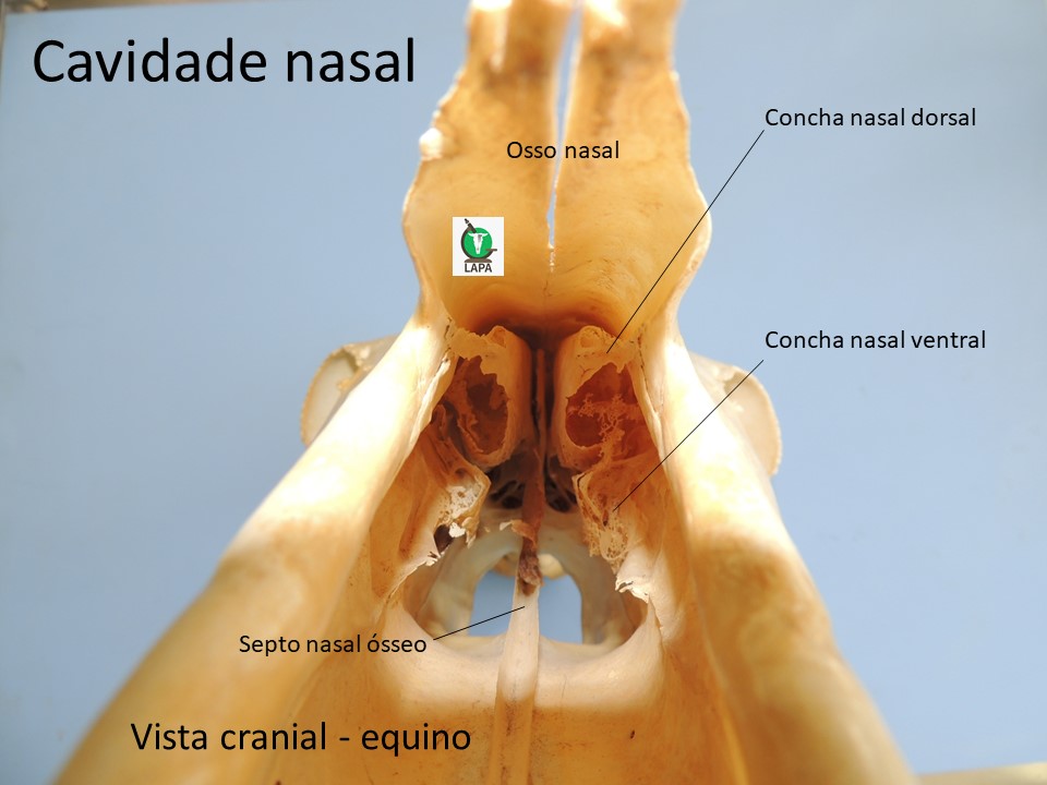 cavidade nasal