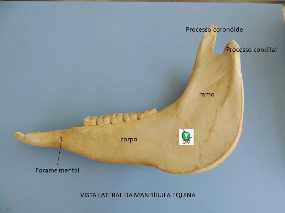 vista lateral mandíbula