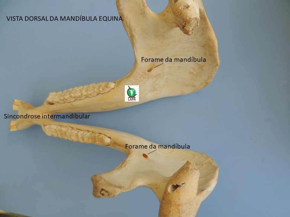 visa medial mandíbula