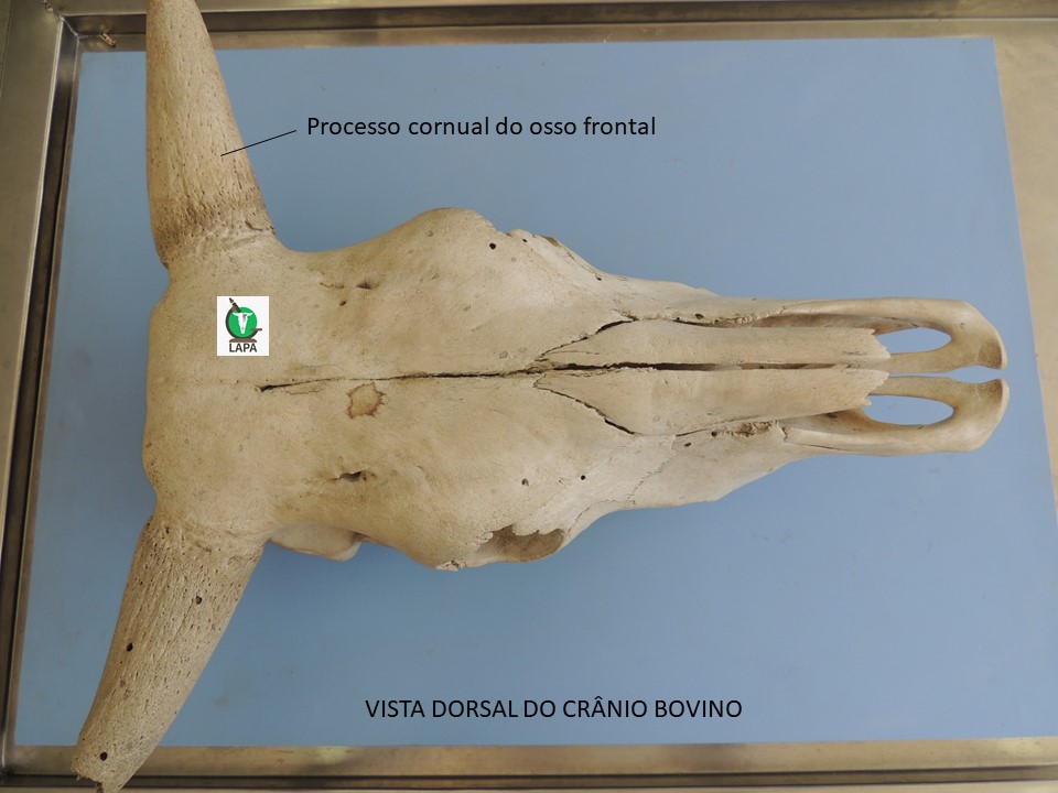 vista dorsal crânio