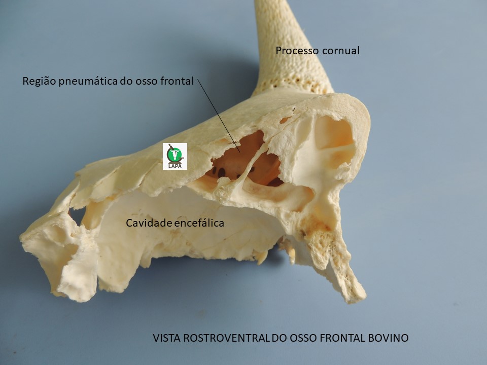 osso pneumático